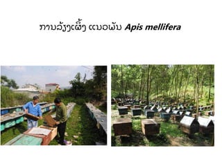 ການລ້ ຽງເຜ້ ງ ແນວພັ ນ Apis mellifera
 