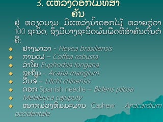 3. ແຫລ່ ງດອກໄມ້ ທ່ ສາ
ຄັ ນ
ຢ່ ຫວຽດນາມ ມແຫລ່ ງນ້ າດອກໄມ້ ຫລາຍກ່ ວາ
100 ຊະນດ, ຊ່ ງມບາງຊະນດພັ ນພດທ່ ສາຄັ ນຕ້ ນຕ
ຄ:
 ຢາງພາລາ - Hevea brasiliensis
 ການເຟ – Coffea robusta
 ລາໃຍ Euphorbia longana
 ກະຖນ - Acasia mangium
 ລ້ ນຈ່ – Litchi chinensis
 ດອກ Spanish needle – Bidens pilosa
 Melaleuca cajuputy
 ໝາກມ່ ວງຫມມະພານ Cashew Anacardium
occidentale
 