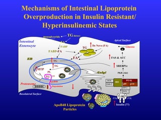 Mechanisms of Intestinal Lipoprotein
Overproduction in Insulin Resistant/
Hyperinsulinemic States
Apical Surface
Basolateral Surface
FA
monoglyceride
FABP-FA
FABP
TG
TG
TG
ApoB48
PL
CE
De Novo (FA)
Insulin (??)
TGdietary
SOS
Grb-2
IRS
PI3-K
p110
SHP-2
NCK
PTKPTK
β β
α α
IR
PKB (Akt)
SREBP1c
FAS & ACC
Glucose
+
FA
MTP
ERER
GolgiGolgi
Intestinal
Enterocyte
TG
ApoB48 Lipoprotein
Particles
p85Proteasome
Degradation
 