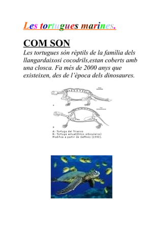 Les tortugues marines.
COM SON
Les tortugues són rèptils de la família dels
llangardaixosi cocodrils,estan coberts amb
una closca. Fa més de 2000 anys que
existeixen, des de l’època dels dinosaures.
 