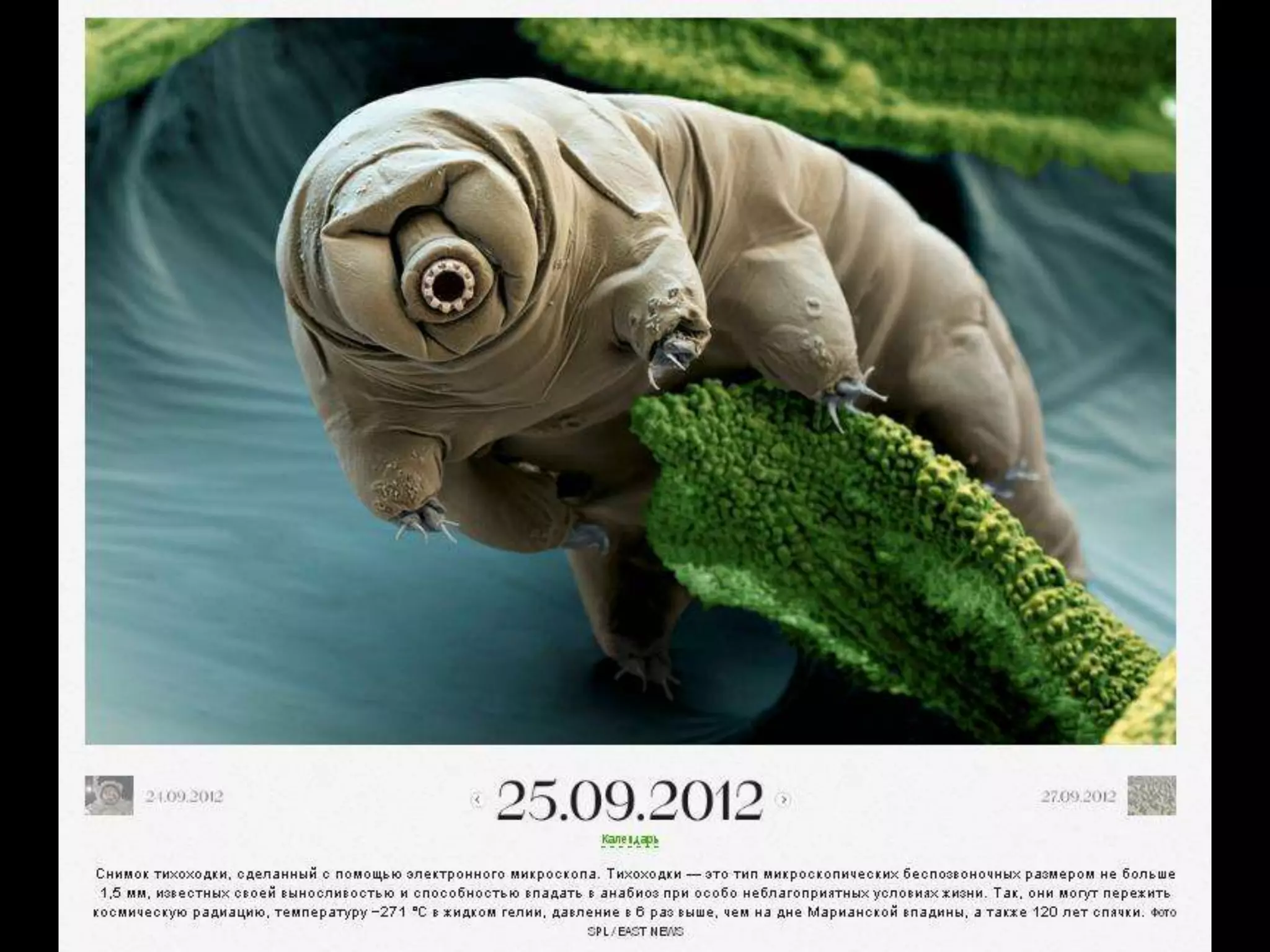 Летающий медведь
Службе охраны дикой природы штата Колорадо
пришлось снимать забравшегося на дерево бурого
медведя, который пришел в город Боулдер после
зимней спячки в поисках пищи. На все уговоры слезть
мишка отвечал решительным молчанием. Так что
службе охраны дикой природы пришлось применить
дротики со снотворными.
Взрослый самец, весом около 100 килограммов,
получил два дротика и через несколько минут
элегантно приземлился на расстеленный под деревом
мягкий мат, где окончательно заснул. После этого его
перенесли в клетку и увезли обратно в лес.
 