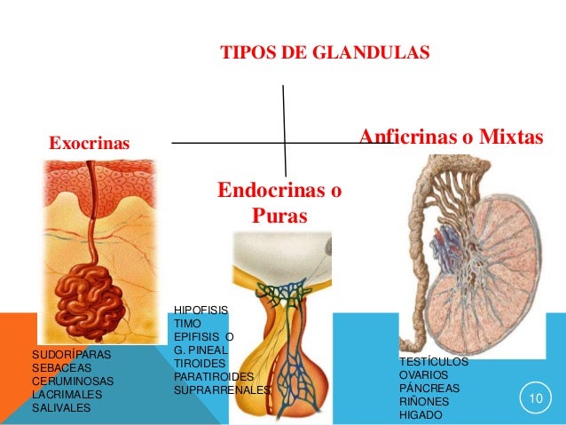 06. sistema endocrino