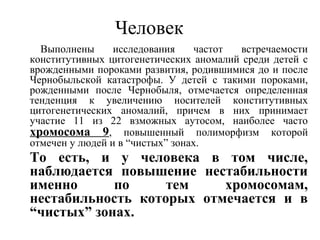 Человек 
Выполнены исследования частот встречаемости 
конститутивных цитогенетических аномалий среди детей с 
врожденными пороками развития, родившимися до и после 
Чернобыльской катастрофы. У детей с такими пороками, 
рожденными после Чернобыля, отмечается определенная 
тенденция к увеличению носителей конститутивных 
цитогенетических аномалий, причем в них принимает 
участие 11 из 22 взможных аутосом, наиболее часто 
хромосома 9, повышенный полиморфизм которой 
отмечен у людей и в “чистых” зонах. 
То есть, и у человека в том числе, 
наблюдается повышение нестабильности 
именно по тем хромосомам, 
нестабильность которых отмечается и в 
“чистых” зонах. 
 