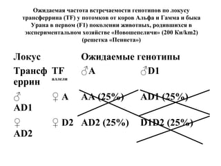 Ожидаемая частота встречаемости генотипов по локусу 
трансферрина (TF) у потомков от коров Альфа и Гамма и быка 
Урана в первом (F1) поколении животных, родившихся в 
экспериментальном хозяйстве «Новошепеличи» (200 Ки/km2) 
(решетка «Пеннета») 
Локус Ожидаемые генотипы 
Трансф 
TF 
♂А ♂D1 
еррин 
аллели 
♂ 
AD1 
♀ A АА (25%) АD1 (25%) 
♀ 
AD2 
♀ D2 АD2 (25%) D1D2 (25%) 
 
