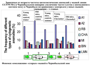 Зависимые от возраста частоты цитогенетических аномалий у мышей линии 
CC57W/Mv) в Чернобыльском виварии: увеличение частот клеток с аномалиями в 
костном мозгу в Чернобыле по сравнению с контролем у юных мышей; 
уменьшение – у старых 
40 
30 
20 
10 
0 
1 2 3 4 5 
The frequency of different 
types of cytogenetic 
anomalies (%) 
Феномен «омоложения» «старых» мышей в Чернобыльской зоне 
A1 
A2 
RB 
CHA 
MI 
BIN 
LMN 
Old 
mice, 
control, 
winter 
Young 
mice, 
control, 
winter 
Old mice, 
Chernobyl 
Young 
mice, 
control, 
summer 
Young 
mice, 
Chernobyl 
 