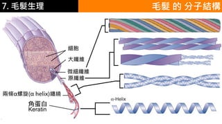 6.彩妝 與 皮膚
微細纖維
大纖維
細胞
兩條α螺旋(α helix)纏繞
e
毛髮 的 分子結構
角蛋白
原纖維
Keratin
7. 毛髮生理
 