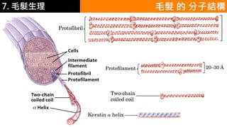 6.彩妝 與 皮膚 毛髮 的 分子結構7. 毛髮生理
 