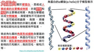 6.彩妝 與 皮膚 角蛋白的α螺旋(α helix)分子模型表示
角蛋白屬於硬蛋白 ，是組成人
類皮膚的主要構成物質，亦是頭髮和
指甲的主要構成物質。角蛋白單體結
合成中間纖維 ，具堅硬和不可溶的特
性，並可組成爬蟲類 、 鳥類 、 兩棲
類和哺乳類動物的非礦化組織。與其
有相似韌性的生物物質有甲殼素 。
表皮角化層的角質形成細胞含豐富的
角質蛋白纖維。角蛋白可在以下組織
找到：哺乳動物的頭髮和指甲；爬行
動物的爪和鱗片；鳥的羽毛、喙和爪
等。
https://en.wikipedia.org/wiki/Keratin
表各種胺基酸 :
 
