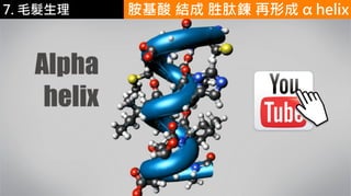 6.彩妝 與 皮膚 胺基酸 結成 胜肽鍊 再形成 α helix7. 毛髮生理
 