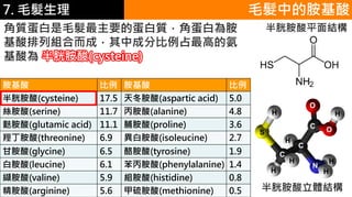 6.彩妝 與 皮膚
胺基酸 比例 胺基酸 比例
半胱胺酸(cysteine) 17.5 天冬胺酸(aspartic acid) 5.0
絲胺酸(serine) 11.7 丙胺酸(alanine) 4.8
麩胺酸(glutamic acid) 11.1 脯胺酸(proline) 3.6
羥丁胺酸(threonine) 6.9 異白胺酸(isoleucine) 2.7
甘胺酸(glycine) 6.5 酪胺酸(tyrosine) 1.9
白胺酸(leucine) 6.1 苯丙胺酸(phenylalanine) 1.4
纈胺酸(valine) 5.9 組胺酸(histidine) 0.8
精胺酸(arginine) 5.6 甲硫胺酸(methionine) 0.5
毛髮中的胺基酸
角質蛋白是毛髮最主要的蛋白質，角蛋白為胺
基酸排列組合而成，其中成分比例占最高的氨
基酸為 半胱胺酸(cysteine)
半胱胺酸平面結構
7. 毛髮生理
半胱胺酸立體結構
C
S
O
O
H
N
C
C
H
H
H
H H
H
 