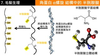 6.彩妝 與 皮膚
半胱胺酸平面結構
半胱胺酸立體結構
C
S
O
O
H
N
C
C
角蛋白的α螺旋
結構鏈有部分
的氨基酸為半
胱胺酸
角蛋白 α螺旋 結構中的 半胱胺酸
將結構表示
簡化為
半胱胺酸
半胱胺酸
再簡化
7. 毛髮生理
H
H
H
H H
H
 