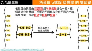 6.彩妝 與 皮膚
毛髮蛋白質是由 雙硫鍵 經半胱氨酸連在一起。這
個連結非常堅韌，毛髮的不同部位亦有不同的半胱
氨酸含量，造成較硬或較軟的髮質。
角蛋白 α螺旋 結構間 的 雙硫鍵
http://smallcollation.blogspot.tw/2013/04/keratin.html#gsc.tab=0
脫去氫原子
產生雙硫鍵
7. 毛髮生理
 