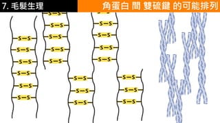 6.彩妝 與 皮膚 角蛋白 間 雙硫鍵 的可能排列7. 毛髮生理
 