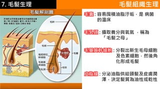 6.彩妝 與 皮膚 毛髮組織生理
毛囊 : 容易囤積油脂汙垢，是 病菌
的溫床
毛乳頭 : 攝取養分與氧氣 ，稱為
「毛髮之母」
毛基質幹細胞 : 分裂出新生毛母細胞
及色素細胞，然後角
化形成毛髮
皮脂線 : 分泌油脂供給頭髮及皮膚潤
澤，決定髮質為油性或乾性
7. 毛髮生理
 
