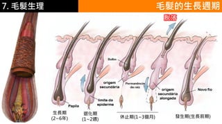 6.彩妝 與 皮膚 毛髮的生長週期7. 毛髮生理
生長期
(2~6年)
退化期
(1~2週) 休止期(1~3個月)
脫落
發生期(生長前期)
 