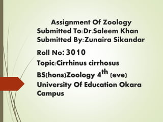 Assignment Of Zoology
Submitted To:Dr.Saleem Khan
Submitted By:Zunaira Sikandar
Roll No:3010
Topic:Cirrhinus cirrhosus
BS(hons)Zoology 4th (eve)
University Of Education Okara
Campus
 