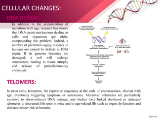CELLULAR CHANGES:
DNA REPAIR:
In addition to the accumulation of
mutations with age, research has shown
that DNA repair mechanisms decline as
cells and organisms get older,
compounding the problem. Indeed, a
number of premature-aging diseases in
humans are caused by defects in DNA
repair. If its genome becomes too
damaged, a cell will undergo
senescence, leading to tissue atrophy
and release of proinflammatory
chemicals.
TELOMERS:
In most cells, telomeres, the repetitive sequences at the ends of chromosomes, shorten with
age, eventually triggering apoptosis or senescence. Moreover, telomeres are particularly
sensitive to stress-induced DNA damage, and studies have linked shortened or damaged
telomeres to decreased life span in mice and to age-related ills such as organ dysfunction and
elevated cancer risk in humans.
 