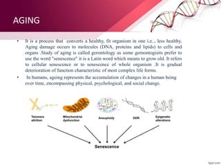 AGING
• It is a process that converts a healthy, fit organism in one i.e.., less healthy.
Aging damage occurs to molecules (DNA, proteins and lipids) to cells and
organs .Study of aging is called gerontology as some gernontogisits prefer to
use the word "senescence" it is a Latin word which means to grow old. It refers
to cellular senescence or to senescence of whole organism .It is gradual
deterioration of function characteristic of most complex life forms.
• In humans, ageing represents the accumulation of changes in a human being
over time, encompassing physical, psychological, and social change.
 