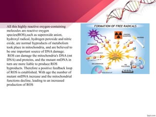 All this highly reactive oxygen-containing
molecules are reactive oxygen
species(ROS),such as superoxide anion,
hydroxyl radical, hydrogen peroxide and nitric
oxide, are normal byproducts of metabolism
took place in mitochondria, and are believed to
be one important source of DNA damage.
ROS can damage the mitochondria's DNA (mt
DNA) and proteins, and the mutant mtDNA in
turn are more liable to produce ROS
byproducts. Therefore a positive feedback loop
of ROS is established. With age the number of
mutant mtDNA increase and the mitochondrial
functions decline, leading to an increased
production of ROS
 