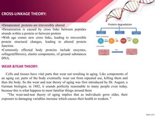 CROSS-LINKAGE THEORY:
•Denaturated proteins are irreversibly altered
•Denaturation is caused by cross links between peptides
strands within a protein or between protein
•With age comes new cross links, leading to irreversible
protein structural changes, leading to altered protein
function.
•Commonly effected body proteins include enzymes,
collagen(fibrosis), elastin components, of ground substances
DNA.
Cells and tissues have vital parts that wear out resulting in aging. Like components of
an aging car, parts of the body eventually wear out from repeated use, killing them and
then the body. So the wear and tear theory of aging was first introduced by Dr. August, a
German biologist, in 1882, it sounds perfectly reasonable to many people even today,
because this is what happens to most familiar things around them
''The wear-and-tear theory of aging implies that as individuals grow older, their
exposure to damaging variables increase which causes their health to weaken. "
WEAR &TEAR THEORY:
 
