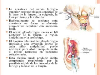  La anestesia del nervio laríngeo
superior produce bloqueo sensitivo de
la base de la lengua, la epiglotis, la
fosa piriforme y la valécula.
 Habitualmente se consigue esta
anestesia en forma satisfactoria
después de nebulizar con anestesia
local.
 El nervio glosofaríngeo inerva el 1/3
posterior de la lengua, la región
amigdalina y la orofaringe.
 El bloqueo bilateral del glosofaríngeo
(mediante una inyección detrás de
cada pilar amigdalino) puede
utilizarse para abolir completamente
el reflejo nauseoso en pacientes
seleccionados.
 Esta técnica puede producir súbito
compromiso respiratorio por la
parálisis rápida de los músculos de la
faringe y la base de la lengua.
 