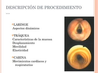 DESCRIPCIÓN DE PROCEDIMIENTO
…
LARINGE
-Aspectos dinámicos
TRÁQUEA
-Características de la mucosa
-Desplazamiento
-Movilidad
-Elasticidad
CARINA
-Movimientos cardíacos y
respiratorios
 