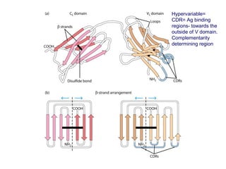 06. ag receptor immunoglobulins | PPT