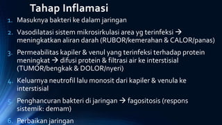 Tahap Inflamasi
1. Masuknya bakteri ke dalam jaringan
2. Vasodilatasi sistem mikrosirkulasi area yg terinfeksi 
meningkatkan aliran darah (RUBOR/kemerahan & CALOR/panas)
3. Permeabilitas kapiler & venul yang terinfeksi terhadap protein
meningkat  difusi protein & filtrasi air ke interstisial
(TUMOR/bengkak & DOLOR/nyeri)
4. Keluarnya neutrofil lalu monosit dari kapiler & venula ke
interstisial
5. Penghancuran bakteri di jaringan  fagositosis (respons
sistemik: demam)
6. Perbaikan jaringan
 
