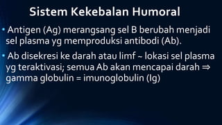 Sistem Kekebalan Humoral
• Antigen (Ag) merangsang sel B berubah menjadi
sel plasma yg memproduksi antibodi (Ab).
• Ab disekresi ke darah atau limf ~ lokasi sel plasma
yg teraktivasi; semuaAb akan mencapai darah ⇒
gamma globulin = imunoglobulin (Ig)
 