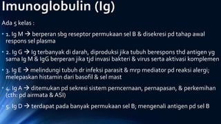 Imunoglobulin (Ig)
Ada 5 kelas :
• 1. Ig M  berperan sbg reseptor permukaan sel B & disekresi pd tahap awal
respons sel plasma
• 2. Ig G  Ig terbanyak di darah, diproduksi jika tubuh berespons thd antigen yg
sama Ig M & IgG berperan jika tjd invasi bakteri & virus serta aktivasi komplemen
• 3. Ig E  melindungi tubuh dr infeksi parasit & mrp mediator pd reaksi alergi;
melepaskan histamin dari basofil & sel mast
• 4. Ig A  ditemukan pd sekresi sistem perncernaan, pernapasan, & perkemihan
(cth: pd airmata & ASI)
• 5. Ig D  terdapat pada banyak permukaan sel B; mengenali antigen pd sel B
 