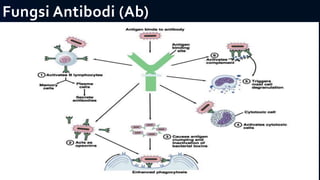 Fungsi Antibodi (Ab)
 