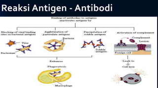 Reaksi Antigen - Antibodi
 