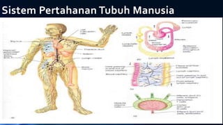 Sistem Pertahanan Tubuh Manusia
 