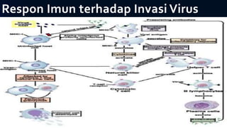 Respon Imun terhadap Invasi Virus
 