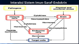 Interaksi Sistem Imun-Saraf-Endokrin
 
