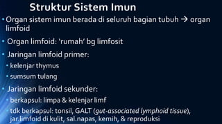 Struktur Sistem Imun
•Organ sistem imun berada di seluruh bagian tubuh  organ
limfoid
• Organ limfoid: ‘rumah’ bg limfosit
• Jaringan limfoid primer:
• kelenjar thymus
• sumsum tulang
• Jaringan limfoid sekunder:
• berkapsul: limpa & kelenjar limf
• tdk berkapsul: tonsil, GALT (gut-associated lymphoid tissue),
jar.limfoid di kulit, sal.napas, kemih, & reproduksi
 