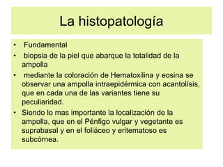 La histopatología
• Fundamental
• biopsia de la piel que abarque la totalidad de la
ampolla
• mediante la coloración de Hematoxilina y eosina se
observar una ampolla intraepidérmica con acantolísis,
que en cada una de las variantes tiene su
peculiaridad.
• Siendo lo mas importante la localización de la
ampolla, que en el Pénfigo vulgar y vegetante es
suprabasal y en el foliáceo y eritematoso es
subcórnea.
 