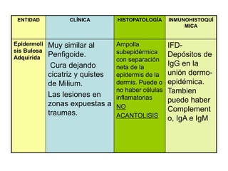 ENTIDAD CLÍNICA HISTOPATOLOGÍA INMUNOHISTOQUÍ
MICA
Epidermoli
sis Bulosa
Adquirida
Muy similar al
Penfigoide.
Cura dejando
cicatriz y quistes
de Milium.
Las lesiones en
zonas expuestas a
traumas.
Ampolla
subepidérmica
con separación
neta de la
epidermis de la
dermis. Puede o
no haber células
inflamatorias
NO
ACANTOLISIS
IFD-
Depósitos de
IgG en la
unión dermo-
epidémica.
Tambien
puede haber
Complement
o, IgA e IgM
 