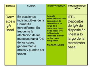 ENTIDAD CLÍNICA HISTOPATOLOGÍA INMUNOHISTOQUÍ
MICA
Derm
atosis
IgA
lineal
En ocasiones
indistinguibles de la
Dermatitis
herpetiforme. Es
frecuente la
afectación de las
mucosas hasta /0%
de los casos,
generalmente
orales y pueden ser
graves
Ampolla
subepidérmica con
agregación de
neutrófilos a lo
largo de la
membrana basal.
Pude haber leve
infiltrado de
linfocitos alredor
de los vasos
sanguineos.
NO ACANTOLISIS
IFD-
Depósitos
de IgA de
disposición
lineal a lo
largo de la
membrana
basal
 