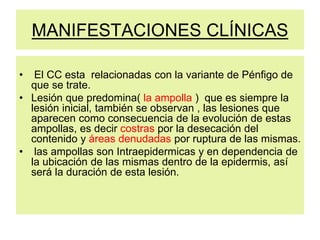 MANIFESTACIONES CLÍNICAS
• El CC esta relacionadas con la variante de Pénfigo de
que se trate.
• Lesión que predomina( la ampolla ) que es siempre la
lesión inicial, también se observan , las lesiones que
aparecen como consecuencia de la evolución de estas
ampollas, es decir costras por la desecación del
contenido y áreas denudadas por ruptura de las mismas.
• las ampollas son Intraepidermicas y en dependencia de
la ubicación de las mismas dentro de la epidermis, así
será la duración de esta lesión.
 