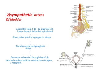 06.05.21-neurogenic-bladder-and-Copy.pdf
