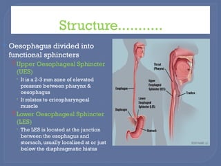 .ESOPHAGEAL CANCER.DEFINTIONS , ANATOMY , CLASSIFICATIONS AND ...