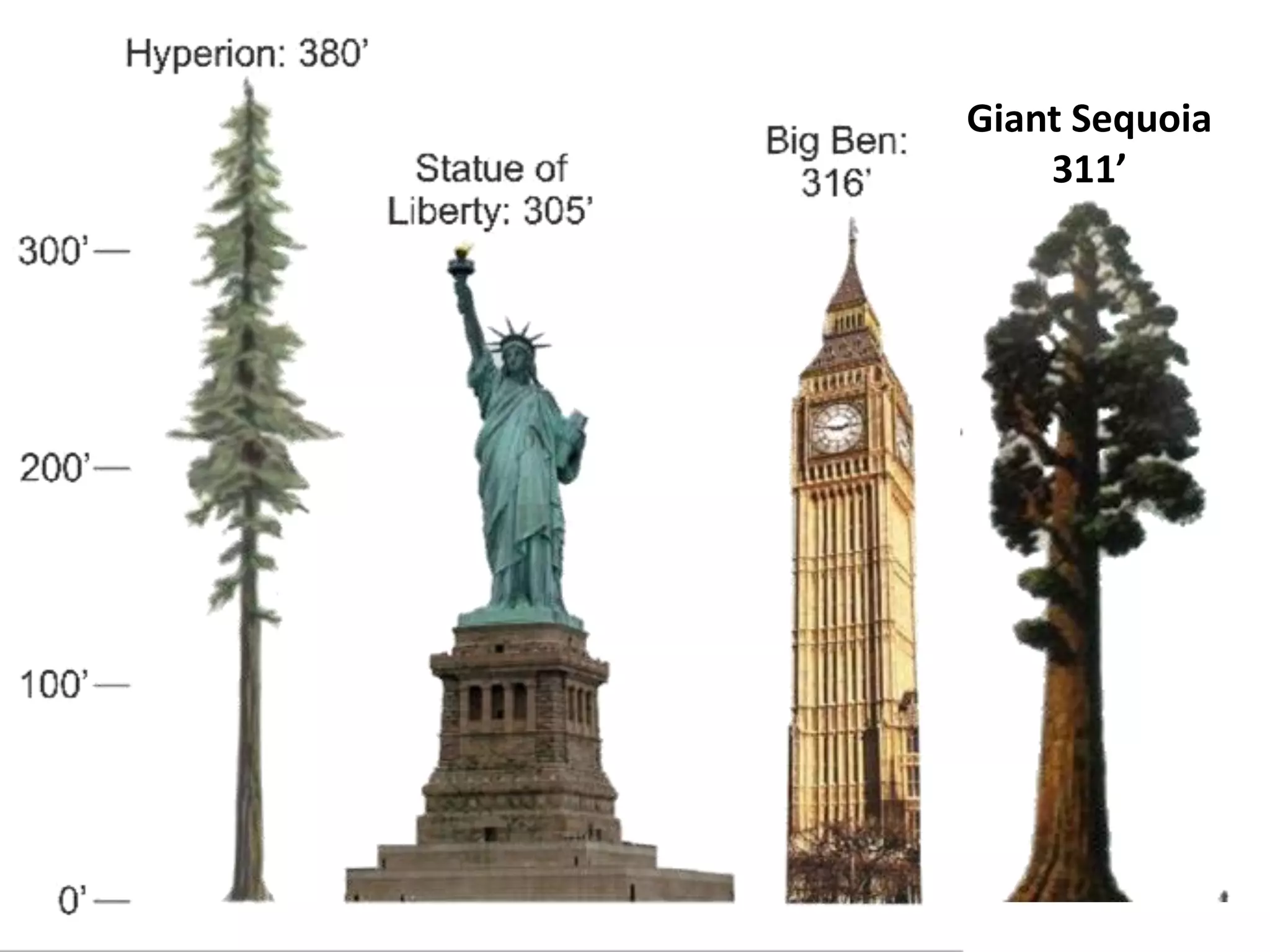 Giant Sequoia
311’
 