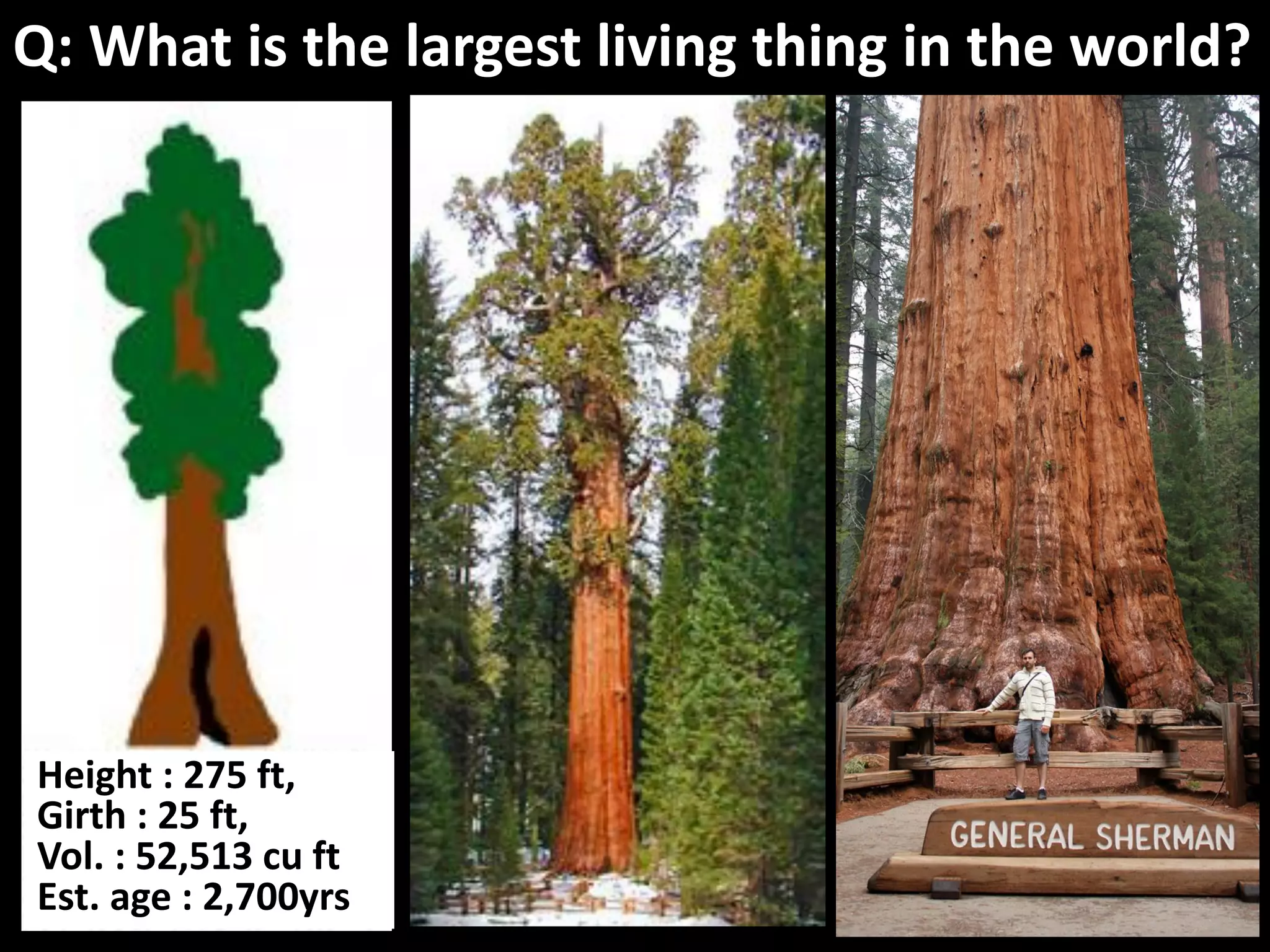 Q: What is the largest living thing in the world?
Height : 275 ft,
Girth : 25 ft,
Vol. : 52,513 cu ft
Est. age : 2,700yrs
 