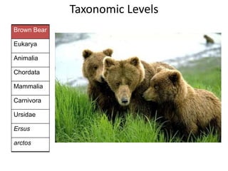 Brown Bear
Eukarya
Animalia
Chordata
Mammalia
Carnivora
Ursidae
Ersus
arctos
Taxonomic Levels
 
