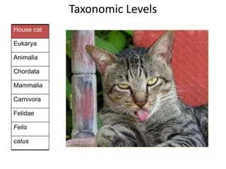 House cat
Eukarya
Animalia
Chordata
Mammalia
Carnivora
Felidae
Felis
catus
Taxonomic Levels
 