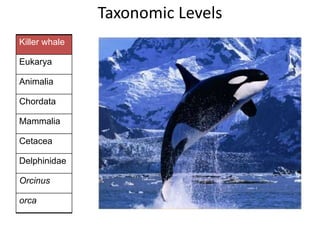 Killer whale
Eukarya
Animalia
Chordata
Mammalia
Cetacea
Delphinidae
Orcinus
orca
Taxonomic Levels
 