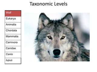 Wolf
Eukarya
Animalia
Chordata
Mammalia
Carnivora
Canidae
Canis
lupus
Taxonomic Levels
 