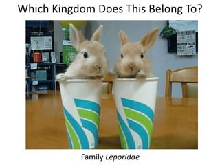 Which Kingdom Does This Belong To?
Family Leporidae
 