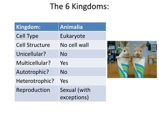The 6 Kingdoms:
Kingdom: Animalia
Cell Type Eukaryote
Cell Structure No cell wall
Unicellular? No
Multicellular? Yes
Autotrophic? No
Heterotrophic? Yes
Reproduction Sexual (with
exceptions)
 